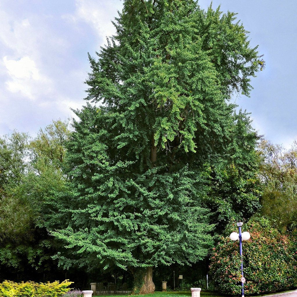 The Ginkgo Biloba Tree