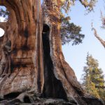 the 20 Oldest Trees on Earth